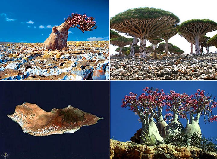 Tên của đảo Socotra xuất phát từ một từ thuộc ngôn ngữ Sanskrit - ngôn ngữ cổ của người Ấn Độ có nghĩa là “hòn đảo hạnh phúc”. Khi đến nơi đây, du khách sẽ có dịp chiêm ngưỡng những bãi biển đẹp, biệt lập với thế giới bên ngoài và hệ sinh thái vô cùng độc đáo.